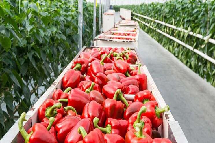 Scientists working to build better peppers