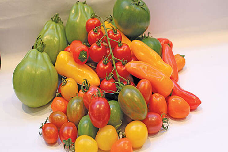 Speciality tomatoes succeed with fewer inputs