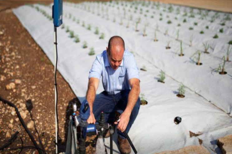 Drip irrigation emerges to solve rice paddy problem