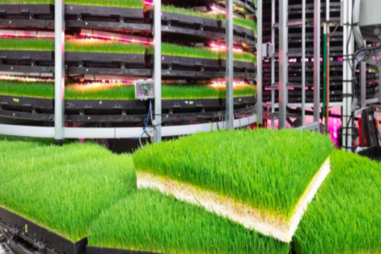 Vertical farms use big data & robotics to grow animal feed