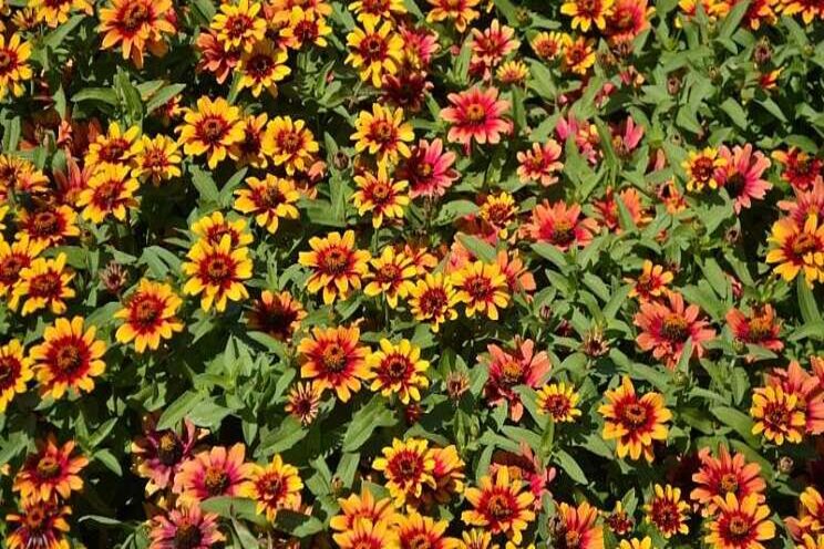 Sakata's new zinnia earns two gold medals