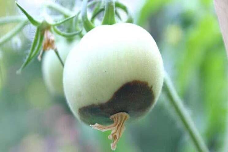 Battling blossom-end tot in tomatoes