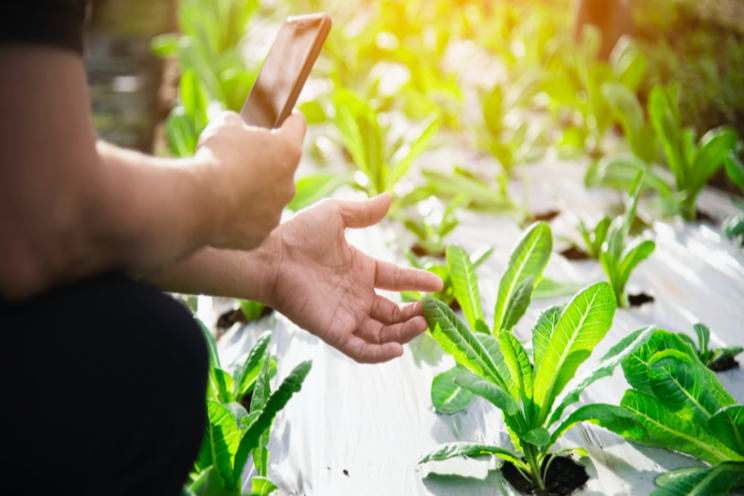 Smart Farming: IoT is transforming the future of agri