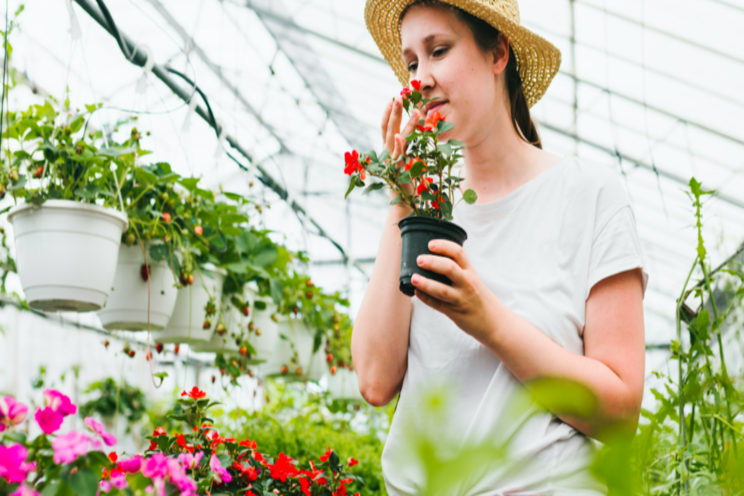 New collaboration on begonia genetics