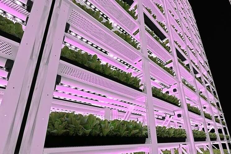 Hawaii's largest vertical farming facility to be opened