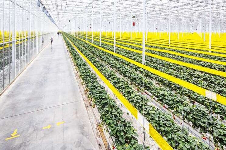 Greenhouse produce distribution expands