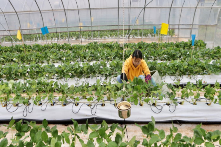 Tech beats humans at growing strawberries