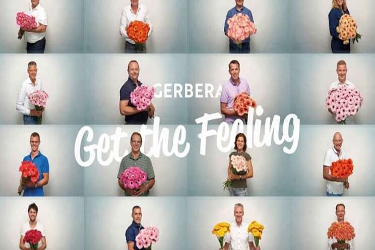 Proud gerbera growers in collective promotion