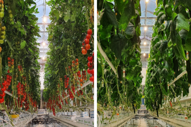 Climalux introduces new LED light system for horticulture 