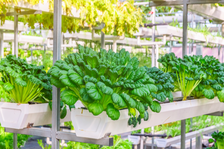 Growing urban greenhouse sector looks to deliver local produce