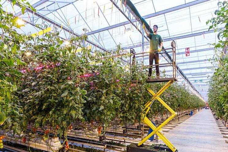 Growing summer-tasting tomatoes all year round