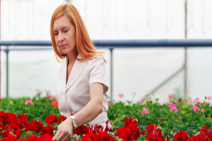 Effect of growing media on common greenhouse pests