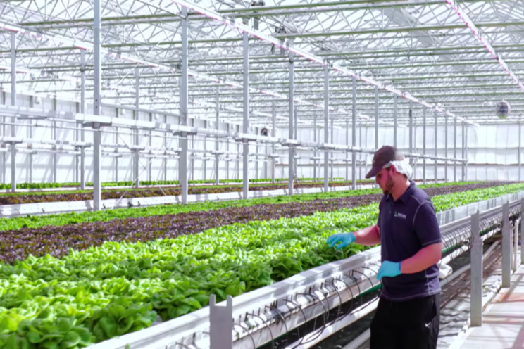 Lettuce grower switches to 100% LED toplighting