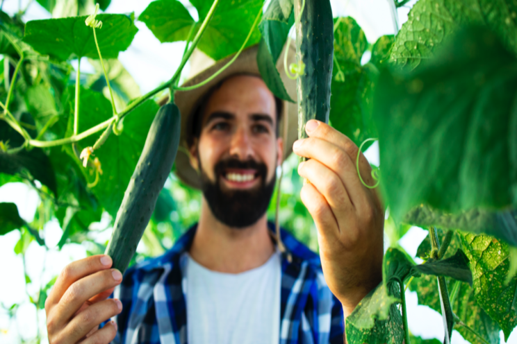 Greenhouses as a solution to food bank crisis