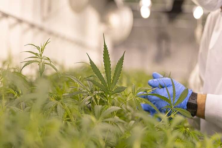 How to maintain compliance at cannabis cultivation sites