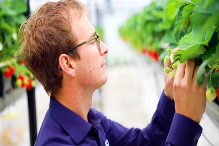 Improve I.P.M. in polytunnels