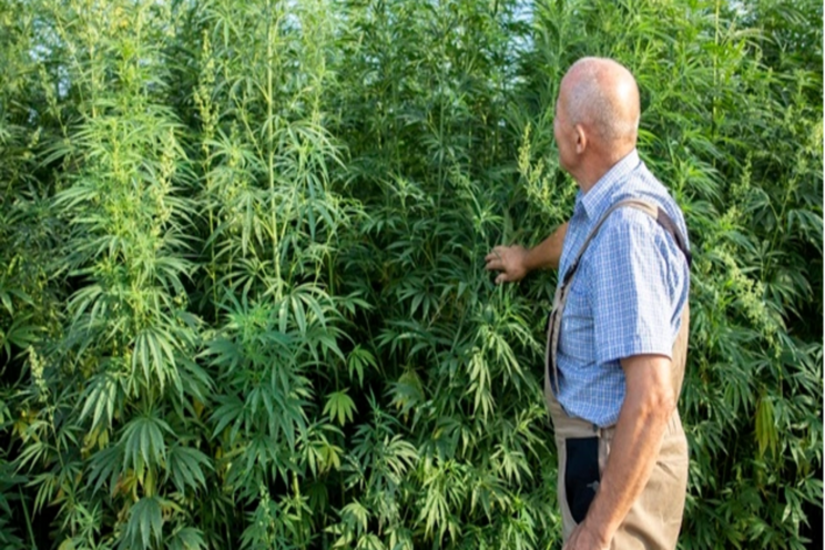 5 most frequently asked questions about hemp farming