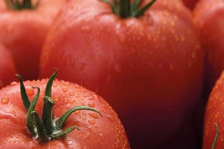 Game-changer| New virus-resistant tomato