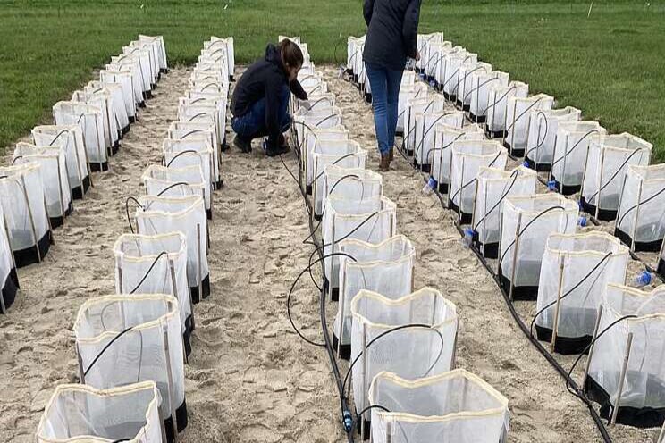 Less fertiliser thanks to earthworms