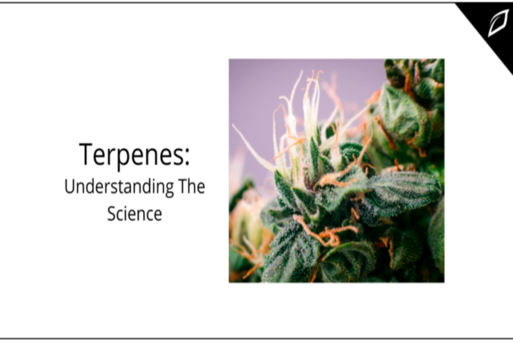 Understanding the science behind cannabis terpenes