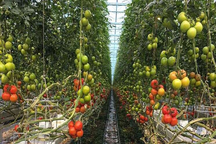 Your guide to high-wire tomato growing