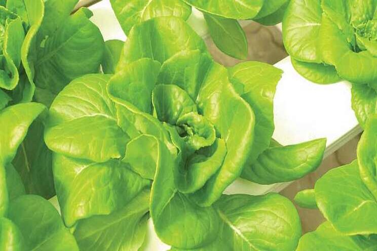 Tips on growing leafy greens in a greenhouse