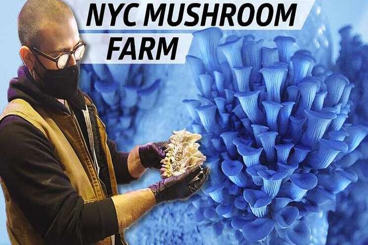 How to cultivate rare mushrooms for NYC restaurants