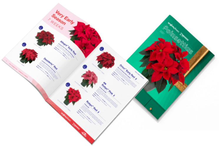 Syngenta, Beekenkamp release 2021 poinsettia catalog