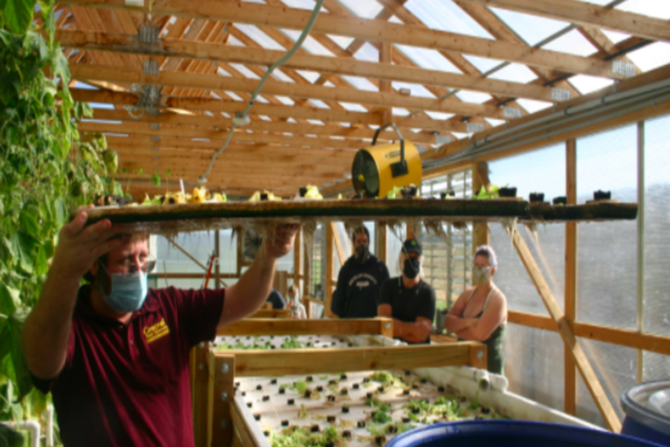 Showcasing aquaponics system and harvests tilapia