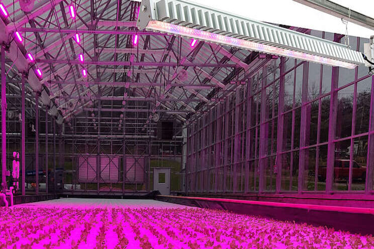 How LED grow lights impact cannabis growth