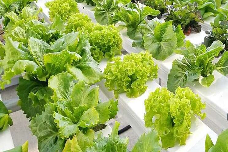 Is your lettuce crop starving for calcium?