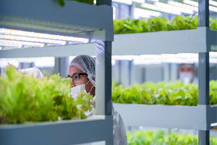 Vertical farming gains momentum in Chile