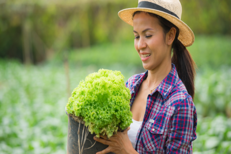 Tips to avoid nutrient issues in greenhouse lettuce