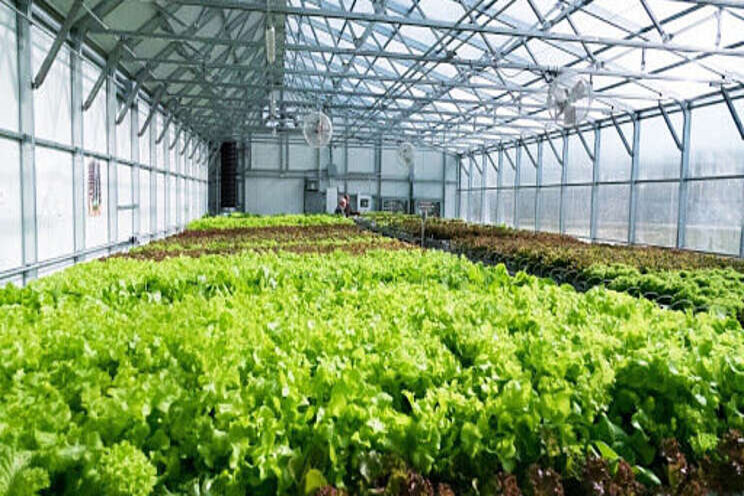 Advancing sustainability through smart greenhouse design