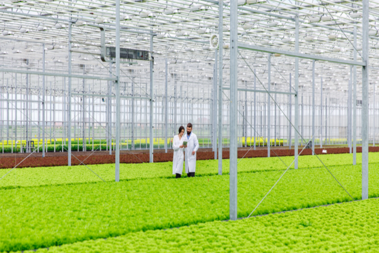 High-tech hydroponic climate-controlled greenhouses