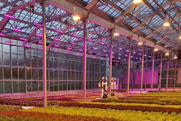 Lighting the way to sustainable greenhouse transformation