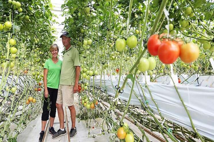 Intensive workshop to focus on hydroponic tomatoes