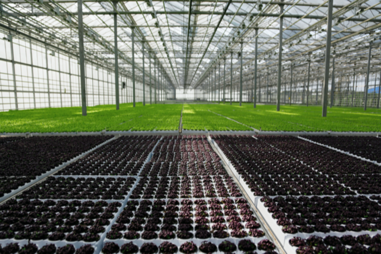 BrightFarms salad greens growth boosted by new funding