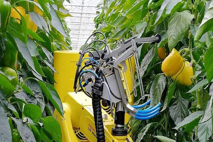 Robot and human harvest together