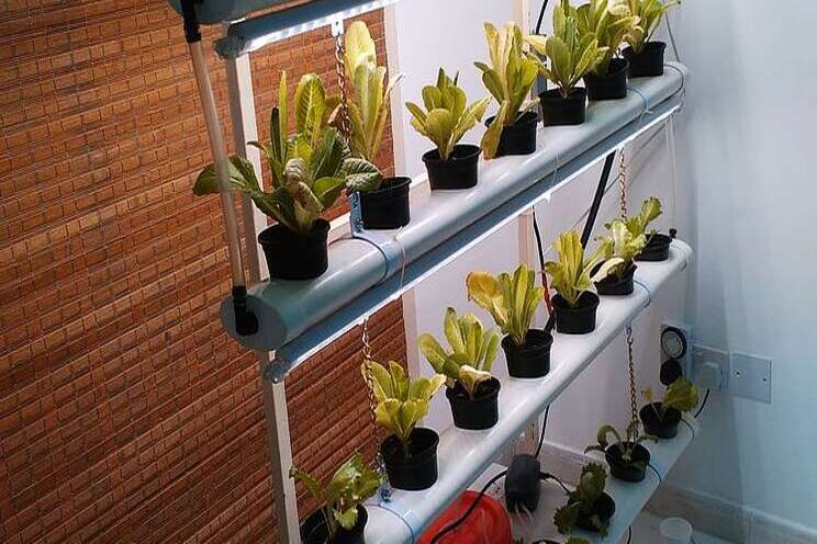 A healthy hydroponics ecosystem