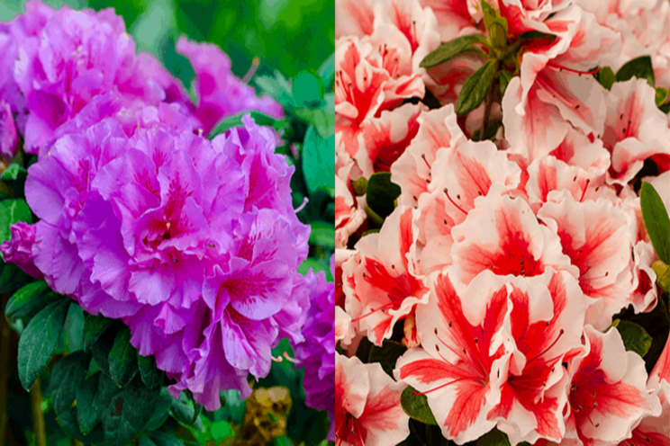 Encore Azaleas introduces two new varieties