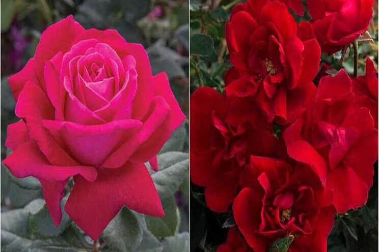 Star Roses varieties nab awards for Ideal Garden Choices