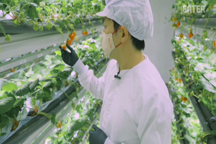 Indoor vertical farm makes perfect Japanese strawberries