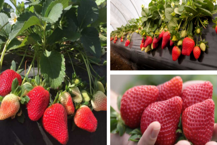 New strawberries are ideal for greenhouse production