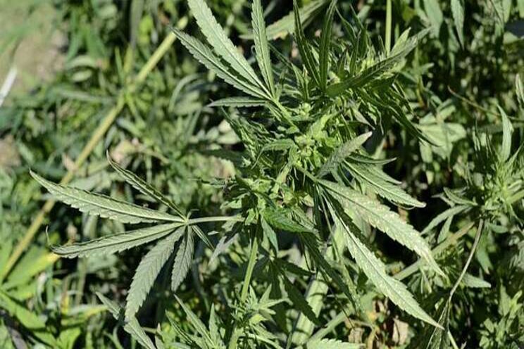 South Dakota farmers can grow hemp in 2021