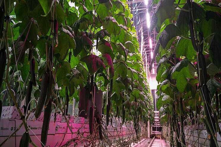 Smarter LED lighting for greenhouse crops 