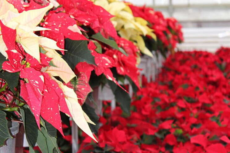 Protecting poinsettias through shipping