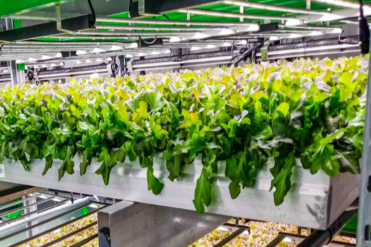 How an indoor farm is redefining local