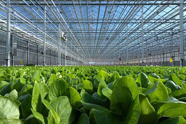 Leading greenhouse lettuce grower gears for big growth