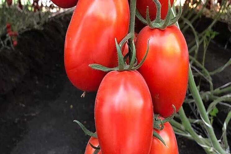 Developing disease-resistant tomato varieties